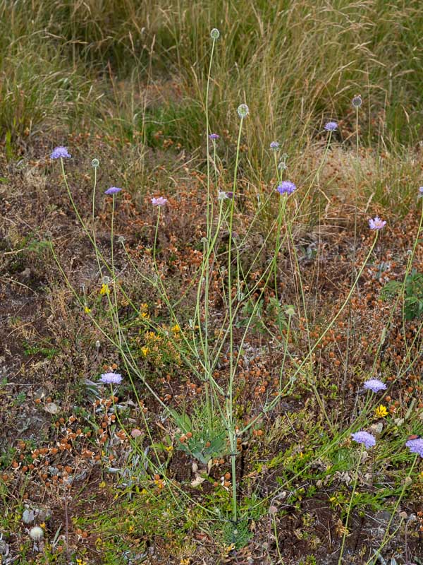 Scabiosa triandra / Vedovina a foglie sottili